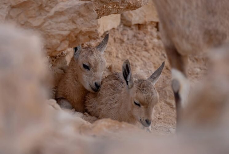 צילום השבוע של נועה אבהר