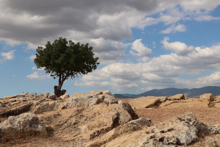 טיול לצפון: מציפורי לארבל