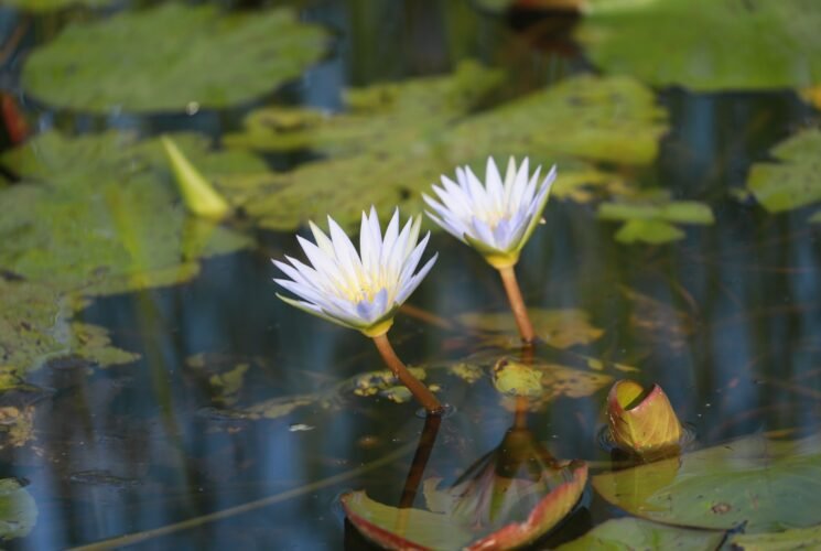 טיול שבת לעין אפק ולמקדש הבהאים בעכו