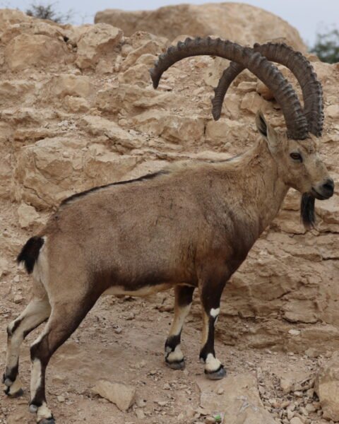 טיול באילת ובסביבתה