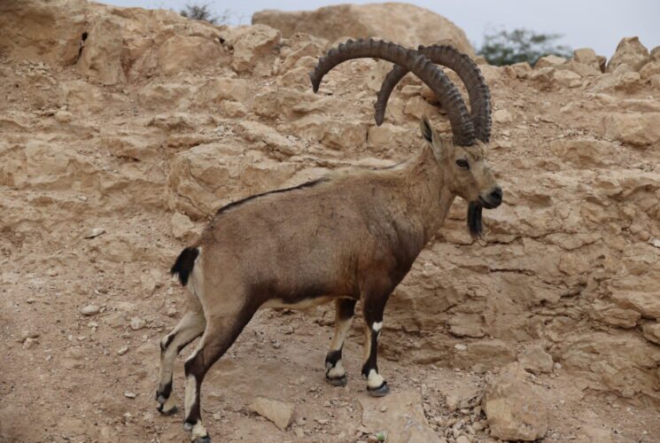 טיול באילת ובסביבתה