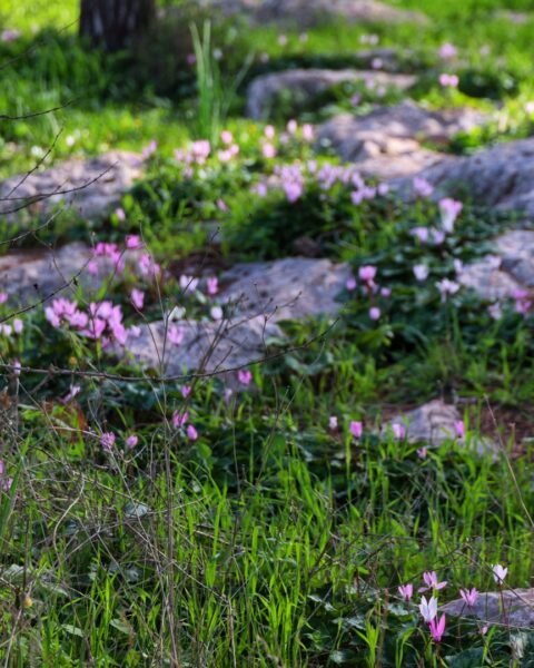 טיול ליער המלאכים ובית גוברין