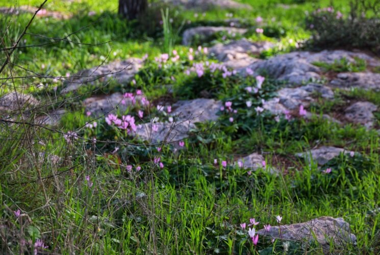 טיול ליער המלאכים ובית גוברין