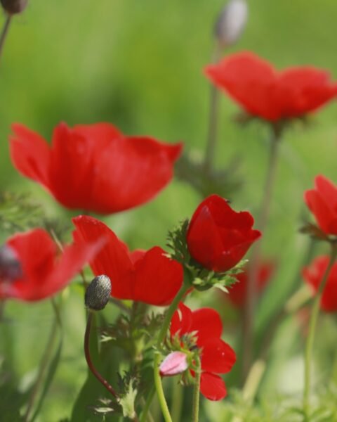 טיול דרום אדום