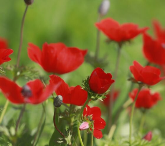 טיול דרום אדום