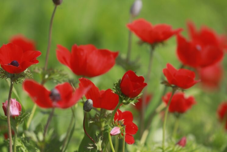 טיול דרום אדום