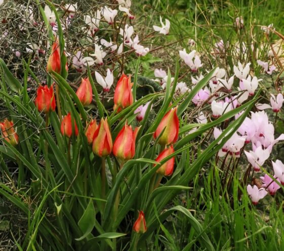 טיול פריחות לגבעת הפרחים במעגן מיכאל ולפארק הפסלים