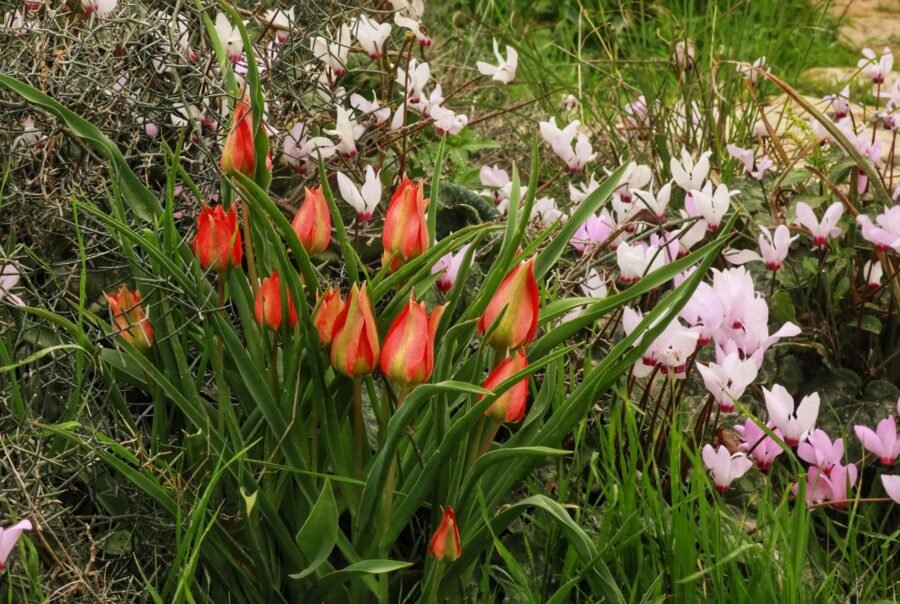 טיול פריחות לגבעת הפרחים במעגן מיכאל ולפארק הפסלים