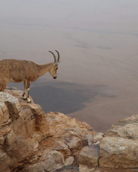 טיול סוף שבוע למצפה רמון