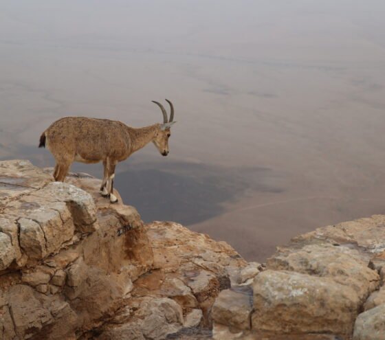 טיול סוף שבוע למצפה רמון