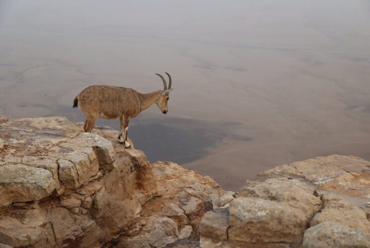 טיול סוף שבוע למצפה רמון