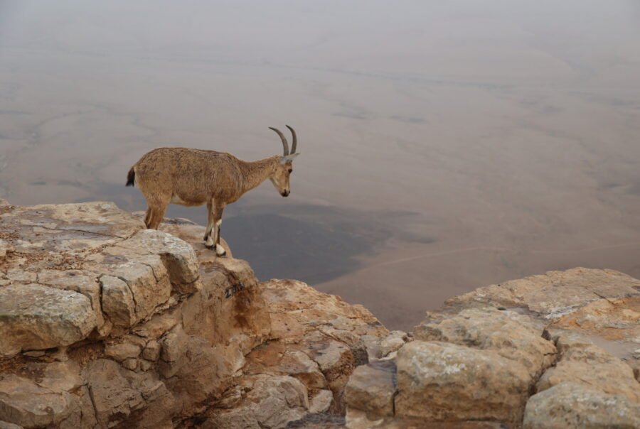 טיול סוף שבוע למצפה רמון